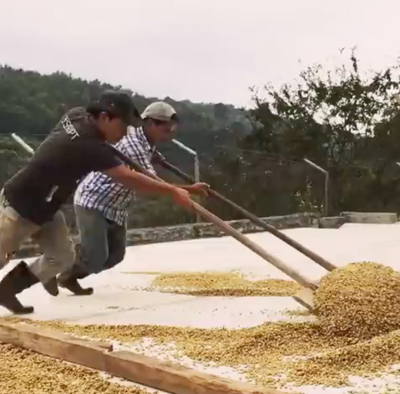 Santa Felisa | Guatemala | Honey Process